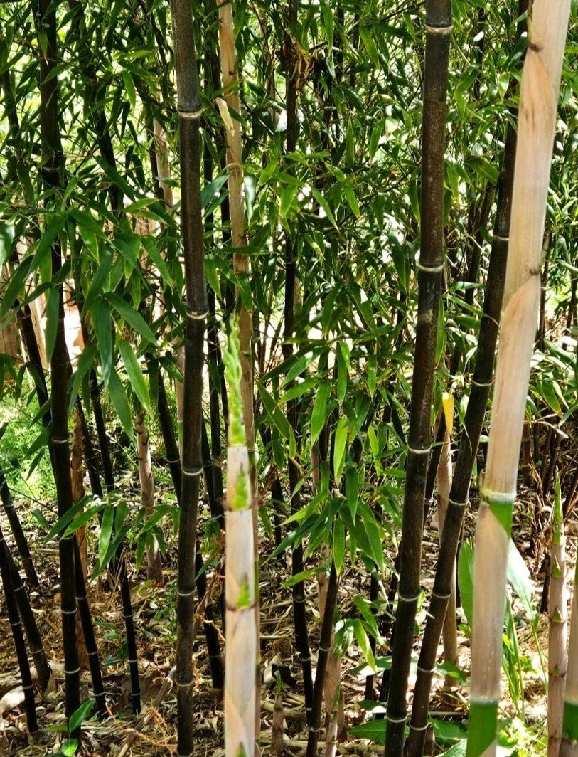 Black Bamboo Rhizomes 1-12 Pack | Phyllostachys nigra Bare Root Plants for Privacy & Landscaping