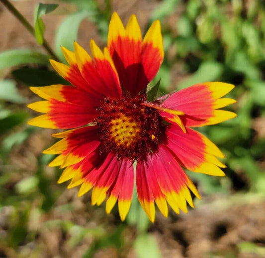 Indian Blanket Seeds 25 Count Gaillardia Pulchella Firewheel Blanket Flower for Pollinator Gardens