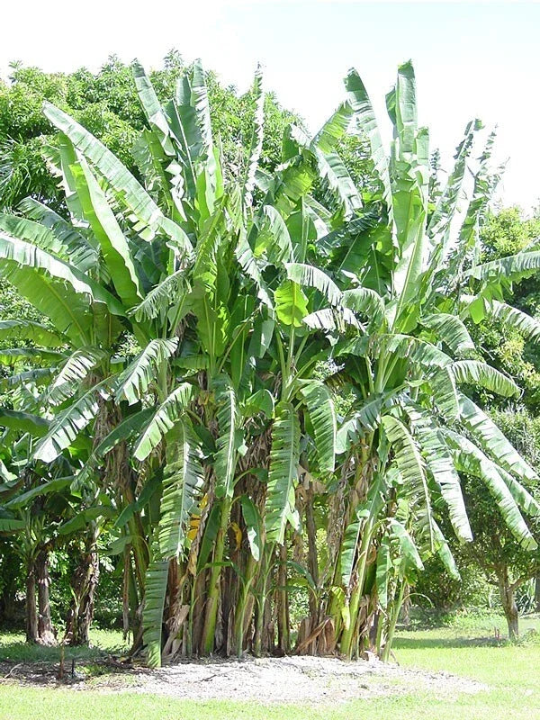 African Giant Banana Tree Starter Plant - Musa Kandarian - Tropical Indoor/Outdoor Plant - Small Rooted Musa Kardakan