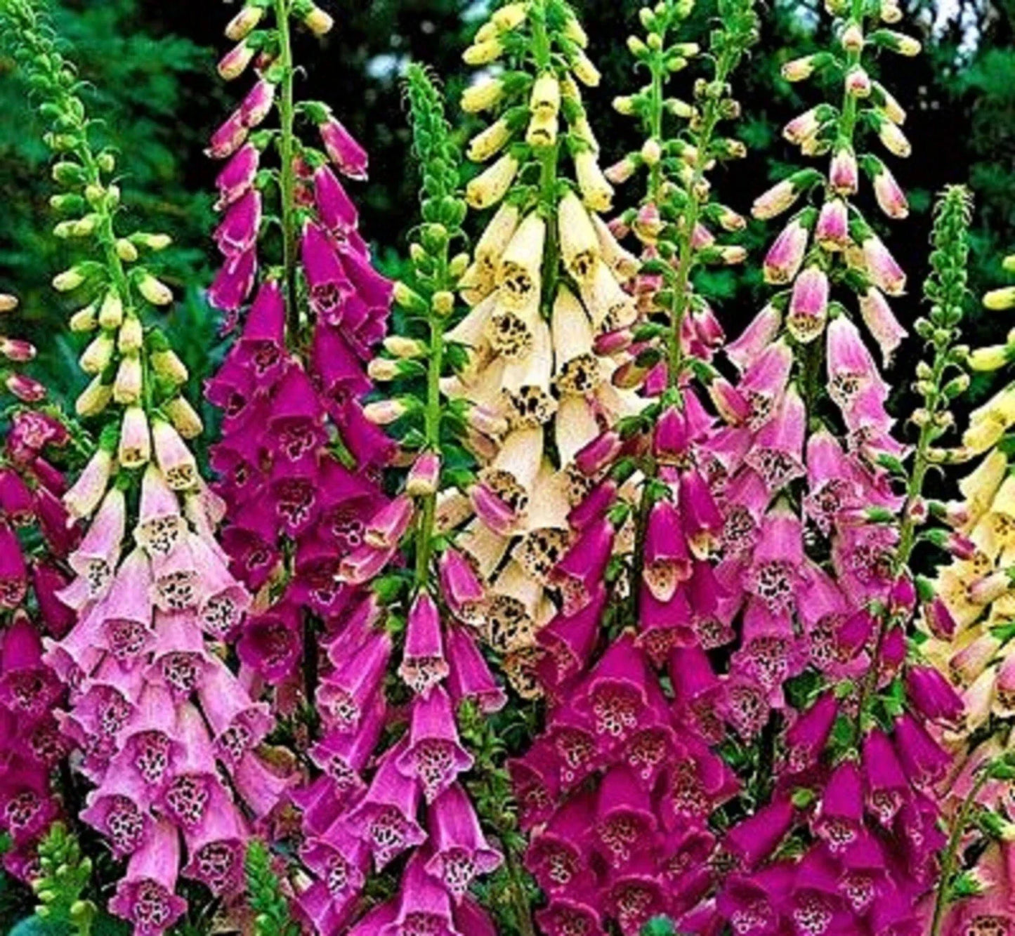 Foxglove Seeds - Digitalis purpurea Mix - 1,000+ Non-GMO Flower Seeds for Garden, Borders, Cottage Gardens