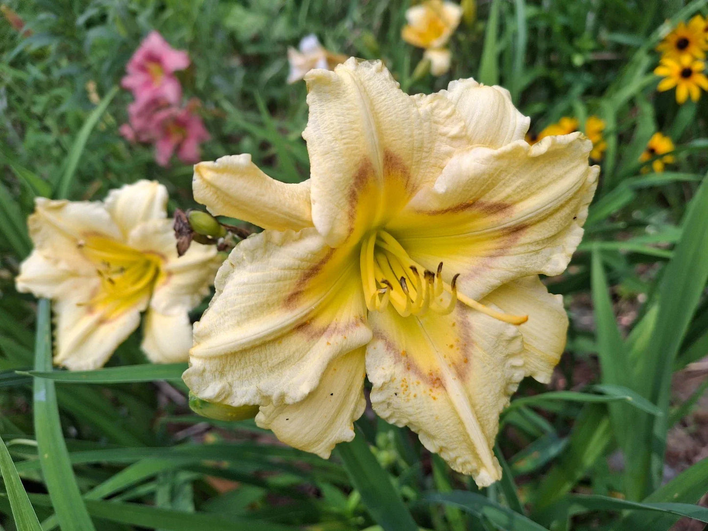 Daylily Bareroot Plant - Hemerocallis 'Camden Queen' - Bright Yellow-Orange Blooms, Perennial, Butterfly & Hummingbird Attracting