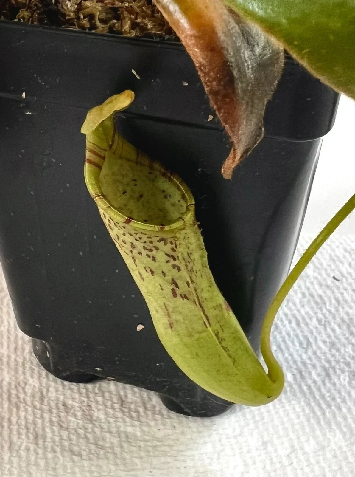 Nepenthes Epiphytica x Mollis AW SG Carnivorous Pitcher Plant for Terrarium Indoor Garden Exotic Hybrid