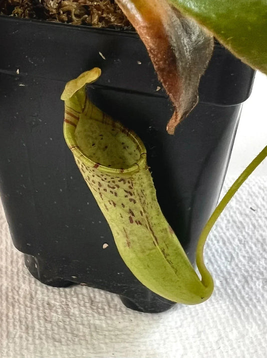 Nepenthes Epiphytica x Mollis AW SG Carnivorous Pitcher Plant for Terrarium Indoor Garden Exotic Hybrid
