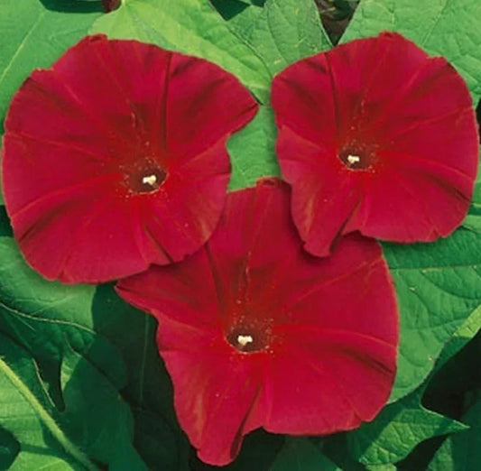 Morning Glory Seeds - Scarlett O'Hara Red Vine - Heirloom Non-GMO - 100 Seeds - Ipomoea purpurea Climbing Flower for Gardens