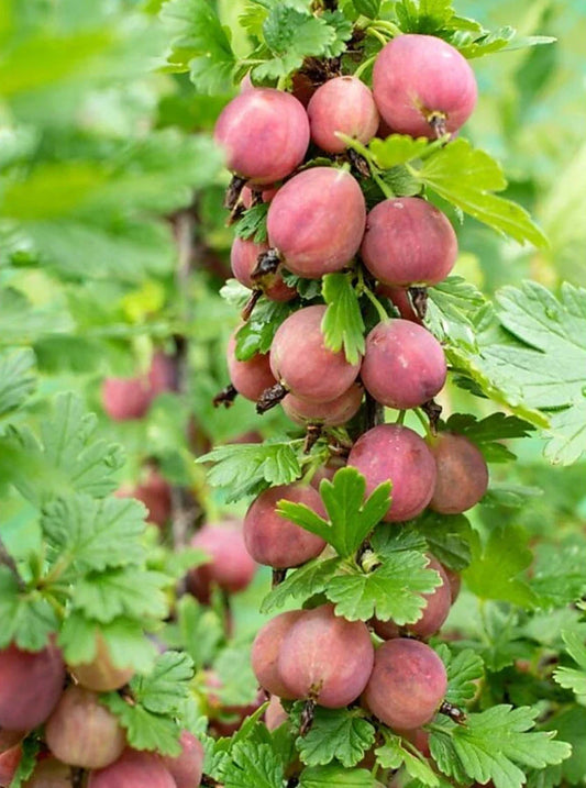 Jeanne Gooseberry Plant - Live Rooted Edible Shrub - Ribes hirtellum - Zones 3-7 - Tart Berries for Fresh Eating & Cooking
