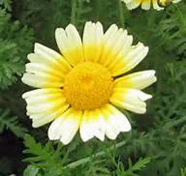 Garland Daisy Seeds - 100+ Freshly Harvested Anthemis tinctoria Bright Yellow Flowers for Gardens, Borders, and Bouquets