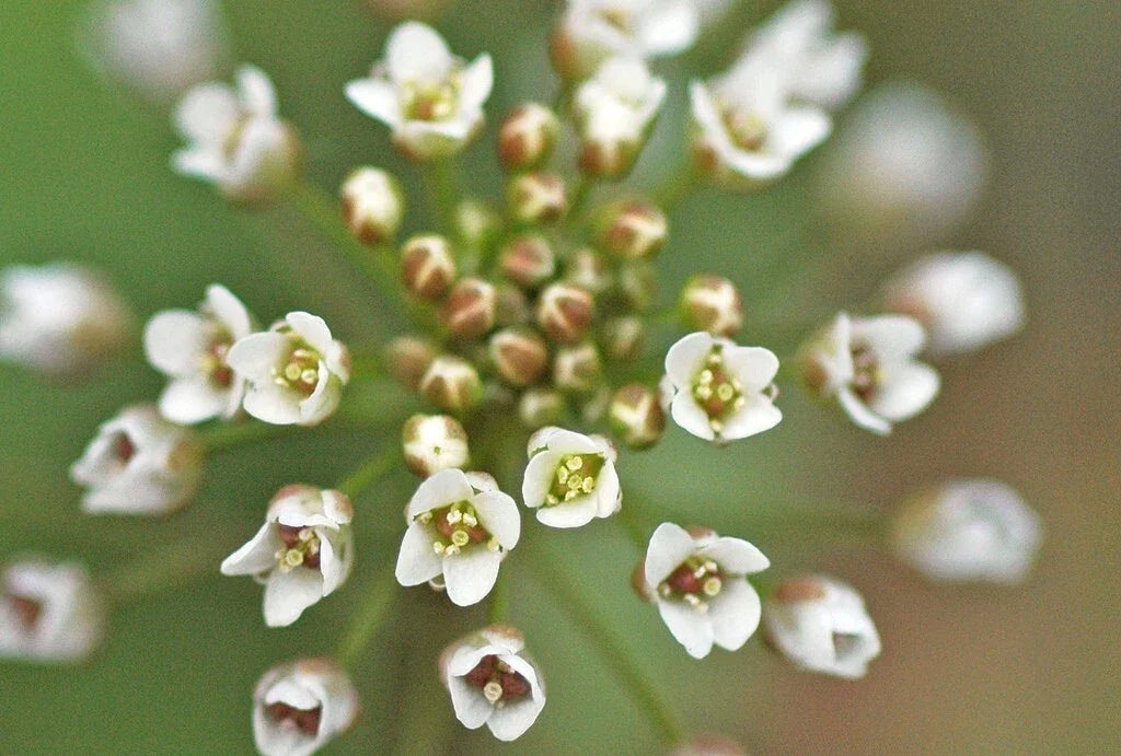 Shepherd's Purse Seeds - 300+ Non-GMO Edible Wild Plant for Foraging, Gardening & Medicinal Use - Capsella Bursa-Pastoris