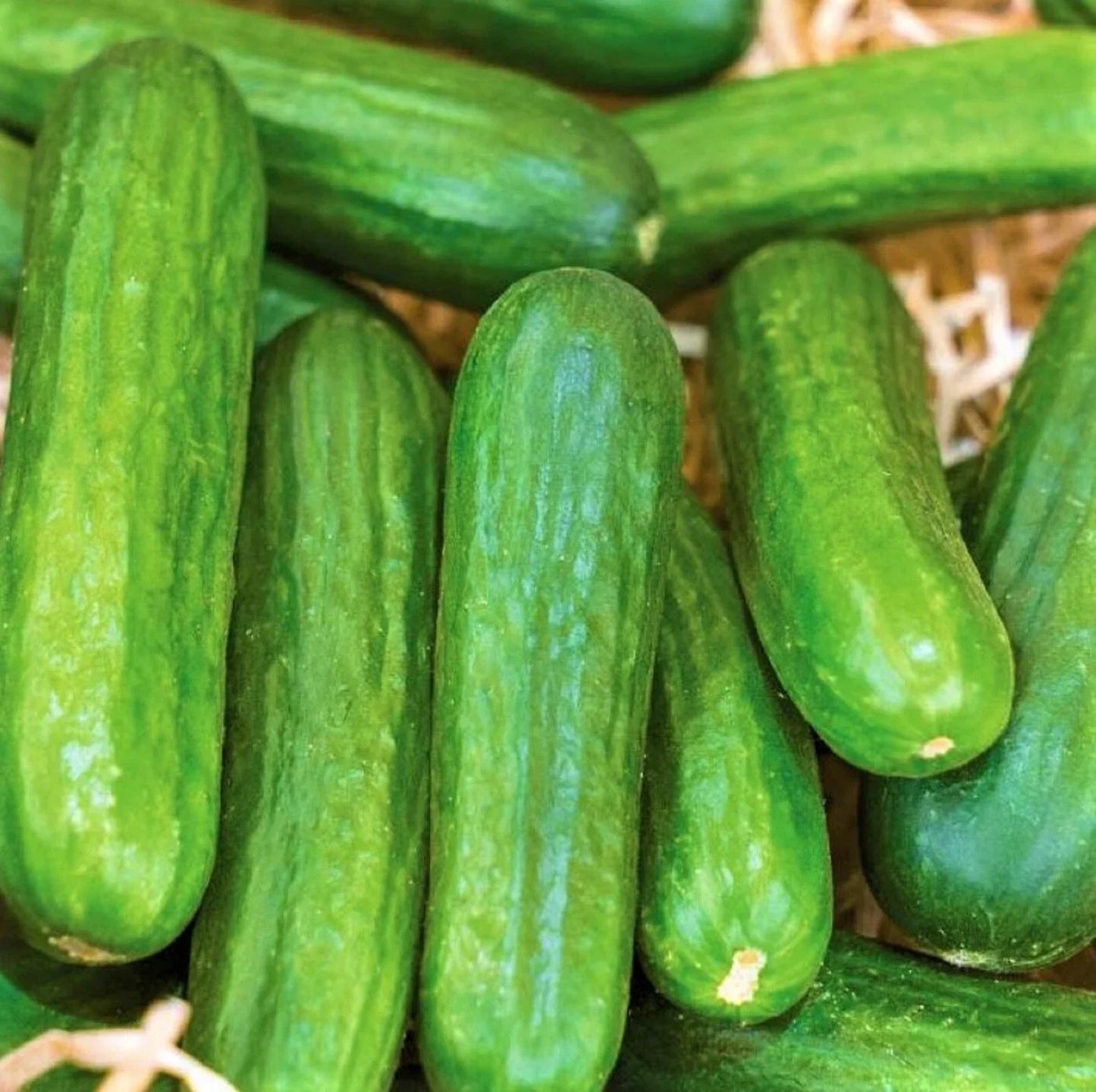 Muncher Cucumber Seeds - 40 Non-GMO Cucumis sativus for Home Gardening, Salad & Pickling