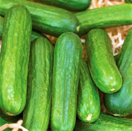 Muncher Cucumber Seeds - 40 Non-GMO Cucumis sativus for Home Gardening, Salad & Pickling