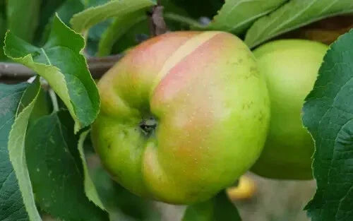 Lady Henniker Apple Seeds - 25+ Pack, Malus domestica, Heritage Variety, Heirloom, Non-GMO, Garden Planting, USA Grown