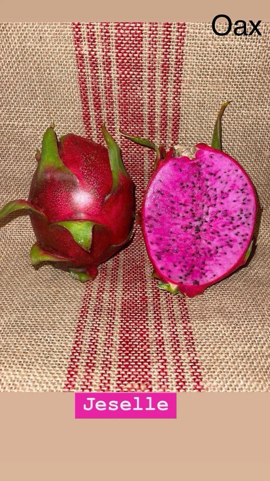 Dragon Fruit Cuttings “JESSELLE” – High-Quality Propagation Material for Gardening – Hylocereus spp.