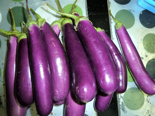 Long Purple Eggplant Seeds - Organic Heirloom Non-GMO Solanum melongena - 200+ Premium Seeds for Home Garden and Culinary Use