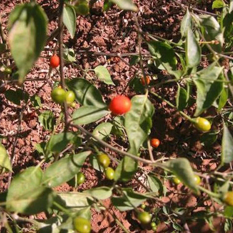 Chiltepin Pepper Seeds - Non-GMO Heirloom Capsicum annuum for Spicy Gardening, Fiery Small Peppers, Salsas & Sauces, 20 Seeds