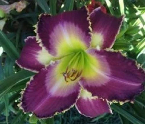 Daylily Plant - Rebloomer with Unique Cream & Burgundy Blooms - Hemerocallis 'Wolf in Sheep's Clothing' Live Plant