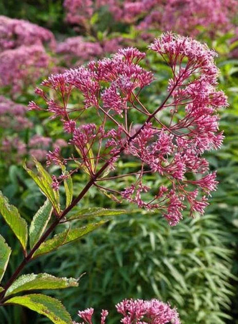 Joe Pye Weed Seeds - Spotted Perennial for Fall Planting - Attracts Pollinators & Butterflies - Eupatorium maculatum - 300 Seeds