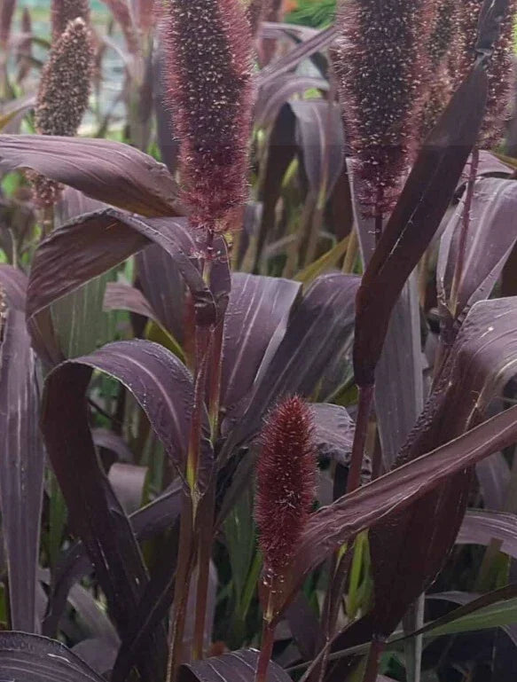 Red Jewel Millet Seeds - 25 Pack - Ornamental Grass Setaria Italica with Red-Tipped Foliage