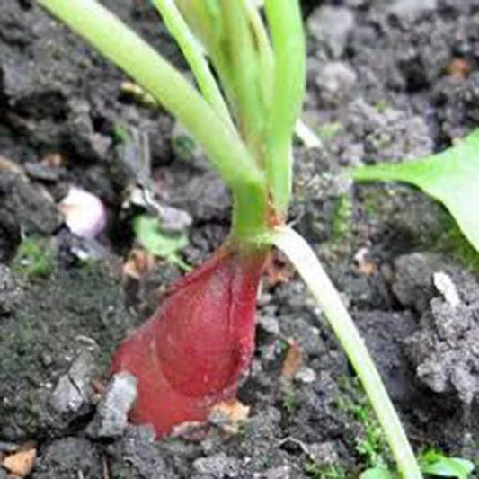 Heirloom Radish Seeds Garden Collection – 5 Varieties Non-GMO Raphanus sativus for Home Gardening