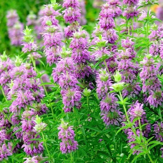Lemon Mint Flower Seeds - Perennial Herb, Native Wildflower, Monarda citriodora, Attracts Pollinators, Fragrant, for Garden & Container