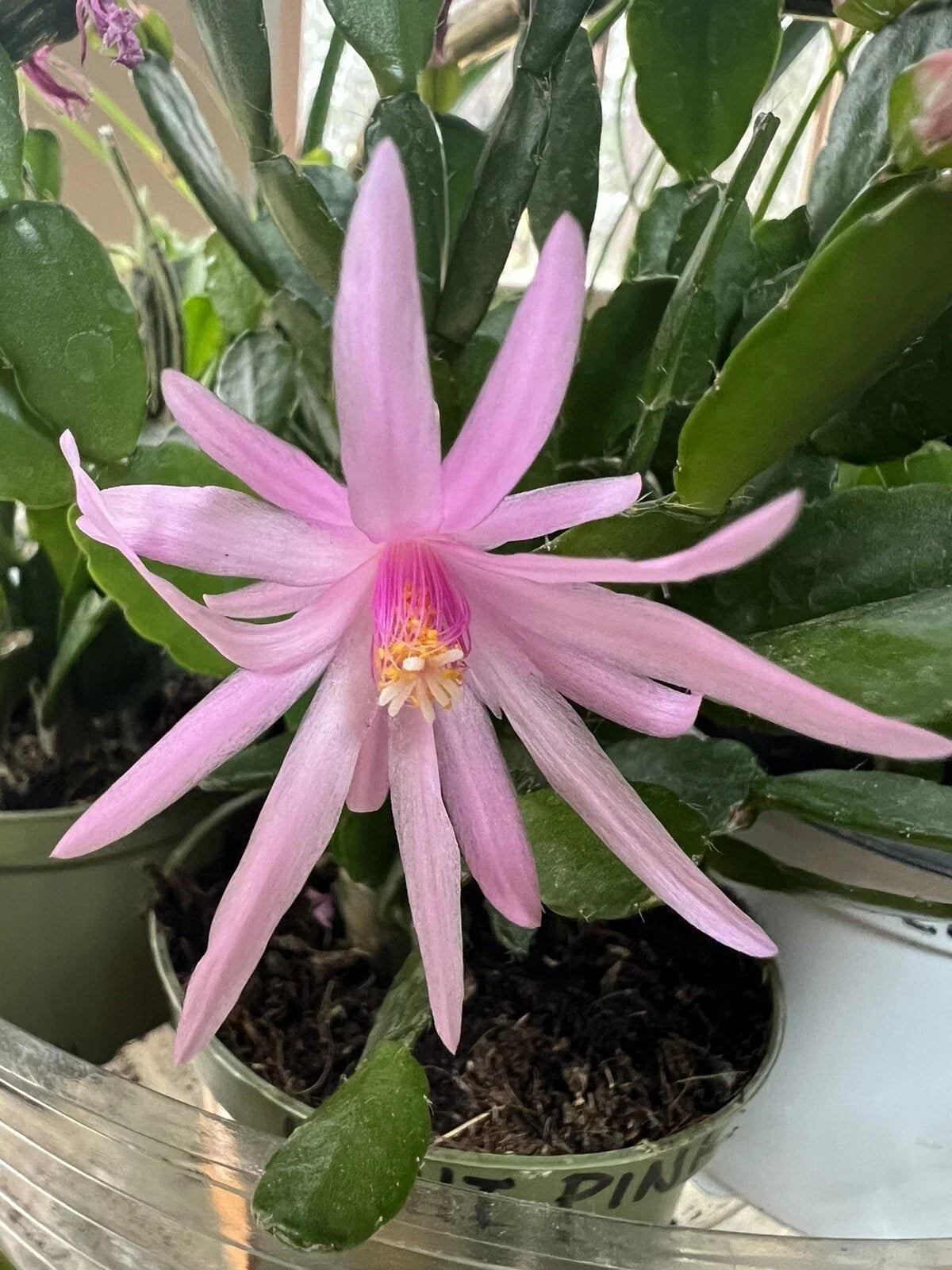 Easter Cactus Plant 1 Rooted Spring Sunrise Light Pink Rhipsalidopsis Hatiora Cactus