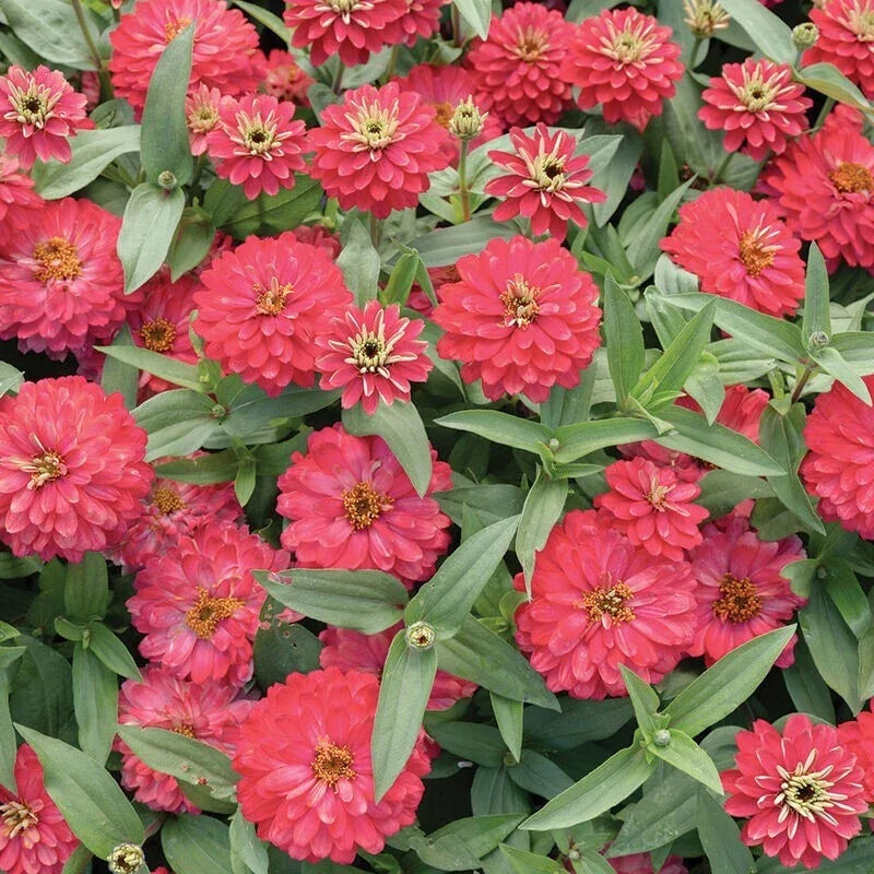 Double Zahara Salmon Zinnia Seeds - 100+ Pack, Annual Flower Seeds for Garden, Zinnia elegans, Vibrant Salmon Blooms