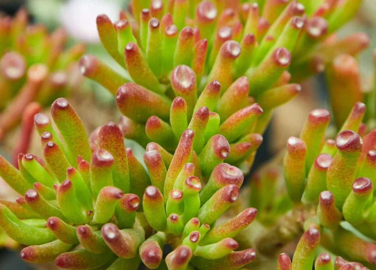 Crassula Ovata 'Gollum' Jade Cutting - 2" Succulent Plant, Unique Tubular Leaves, Indoor Houseplant
