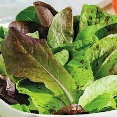 Organic Heirloom Romaine Lettuce Seeds Trio - Non-GMO, Fresh Salad Greens, Lactuca sativa, Pack of 100