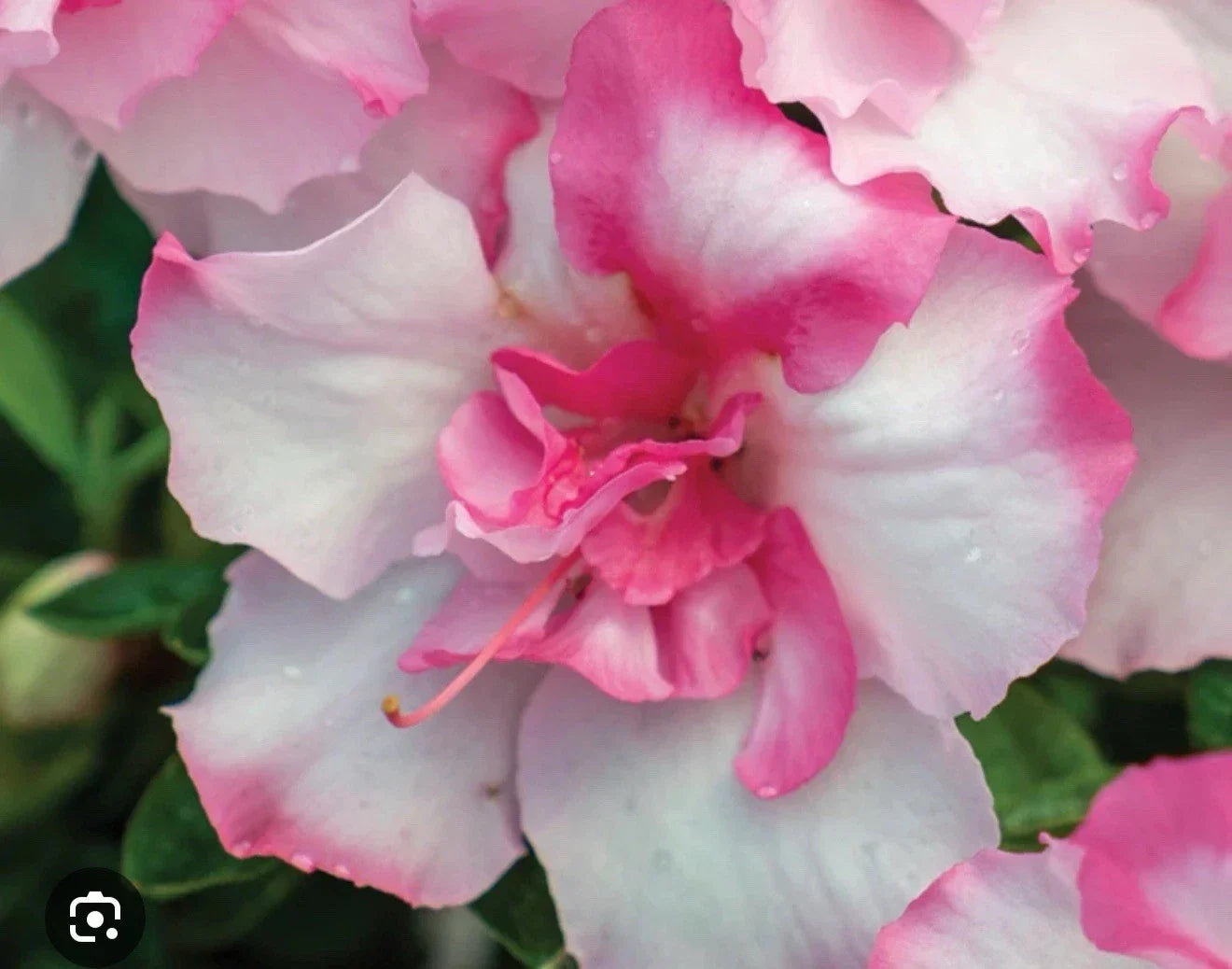 Encore Autumn Kiss Azalea Starter Plant, Deciduous Pink Flowers, Rhododendron 'Autumn Kiss'