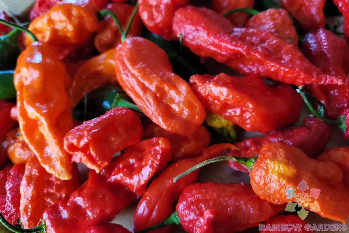 Ghost Hot Pepper Seeds - 25+ Pack, Capsicum chinense, Fiery Heat, Non-GMO, Garden & Container Planting, USA Grown, Spicy Salsas & Sauces