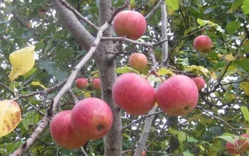 Malus sieversii Crabapple Seeds - 25+ Pack for Garden Planting, Heirloom Variety, Fruit-Bearing Tree, Wildlife Friendly, USA Grown