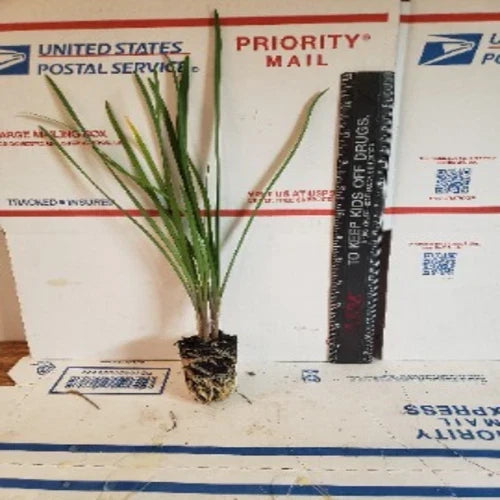 Live Society Garlic Plants 2 Pack – Tulbaghia violacea Fragrant Perennial for Gardens and Landscaping