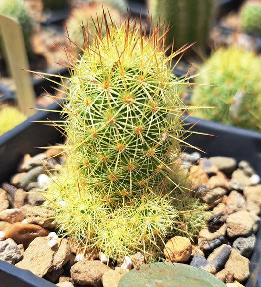 Mammillaria Elongata Cactus Bare Root Succulent for Indoor Gardens Drought-Resistant Decor