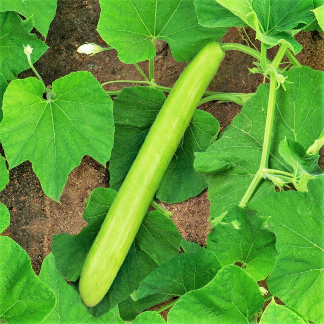 Big Green Sausage Bottle Gourd Seeds - Lagenaria Siceraria Upo, Climbing Vine, Culinary Gourds, Non-GMO, 2025 Planting Season