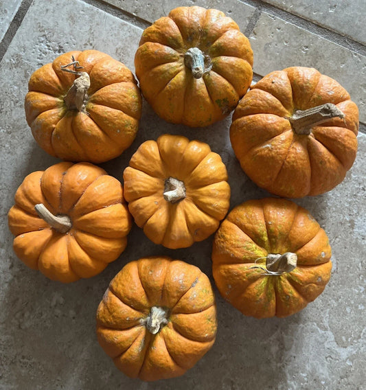 Mini Pumpkin Seeds Packets - Tiny Jack Be Little Gourd - Cucurbita pepo - Fall Decor & Harvest Displays
