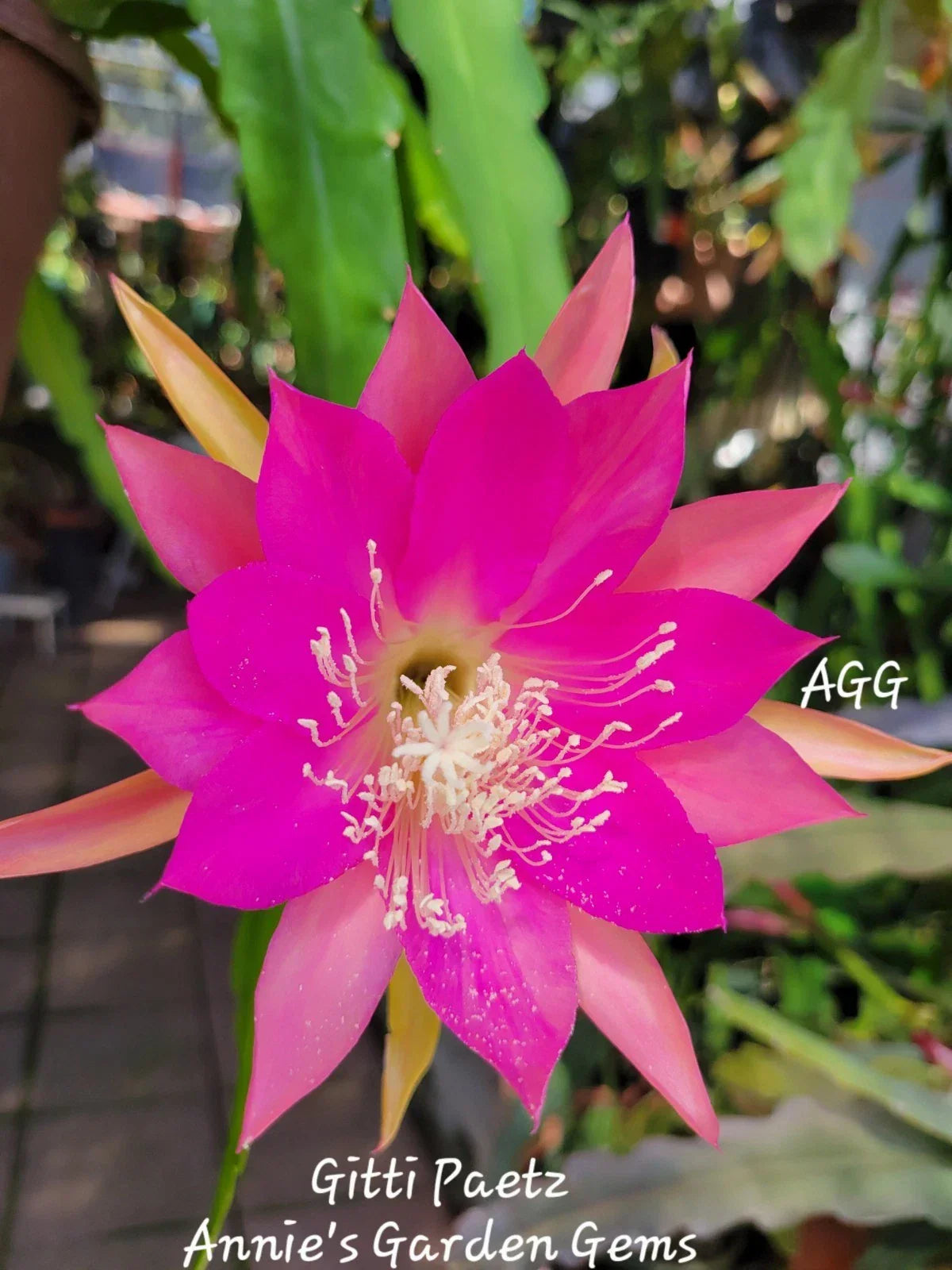 Epiphyllum Gitti Paetz Unrooted Cuttings - Orchid Cactus - Exotic Succulent Plant - Indoor and Outdoor Garden