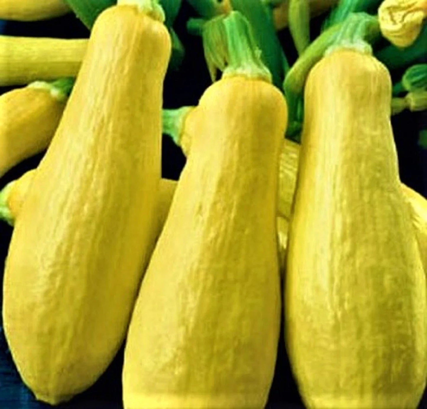 Early Prolific Straightneck Squash Seeds – Non-GMO Cucurbita pepo, Bountiful Harvest, Compact Bush, 30 Seeds