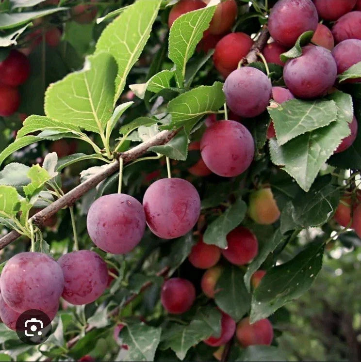 American Plum Fruit Tree Scion Cuttings 10 Pack for Grafting Prunus americana, Juicy, Sweet, Home Garden, Orchard