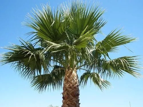 Washington Robusta Mexican Fan Palm Seedling - 4-Year-Old Trachycarpus fortunei Sapling for Tropical Gardens