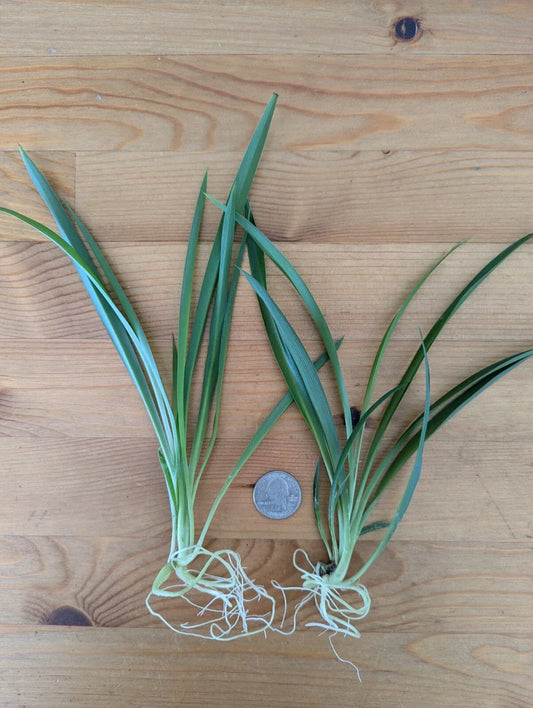 Live Green Spider Plant Cuttings - 5 Rooted Pups Chlorophytum comosum Non-Variegated Air-Purifying Indoor Plant