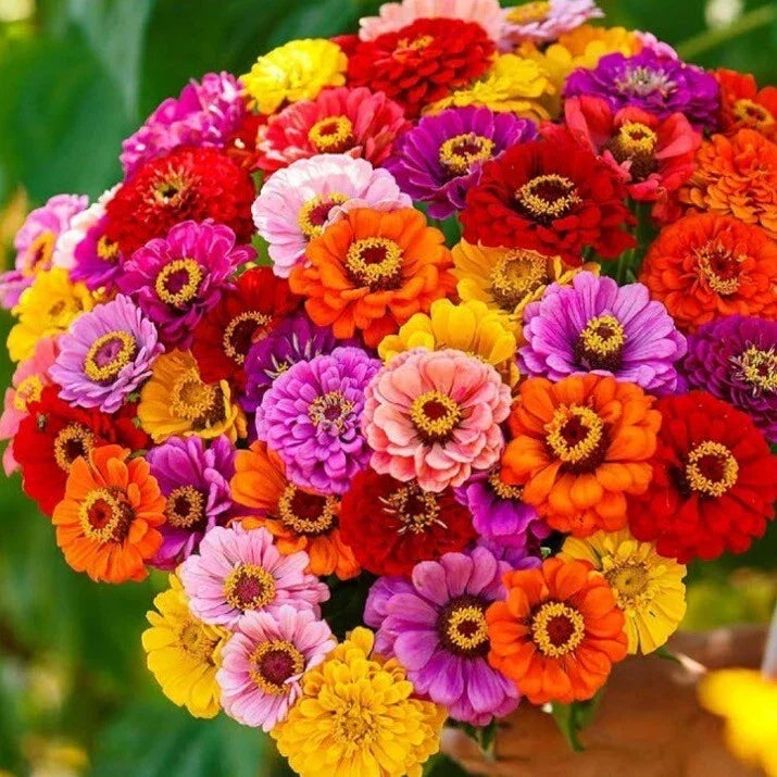 Zinnia Seeds California Giant Mix Non-GMO Flower Seeds for Garden, Easy to Grow, Vibrant Colors, Attracts Pollinators, 100+ Seeds