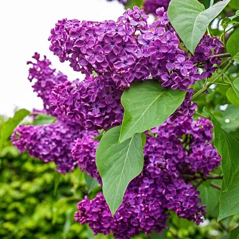 Charles Joy Lilac Seeds - Fragrant Syringa vulgaris Perennial for Gardens, Borders & Landscaping, 25 Seeds