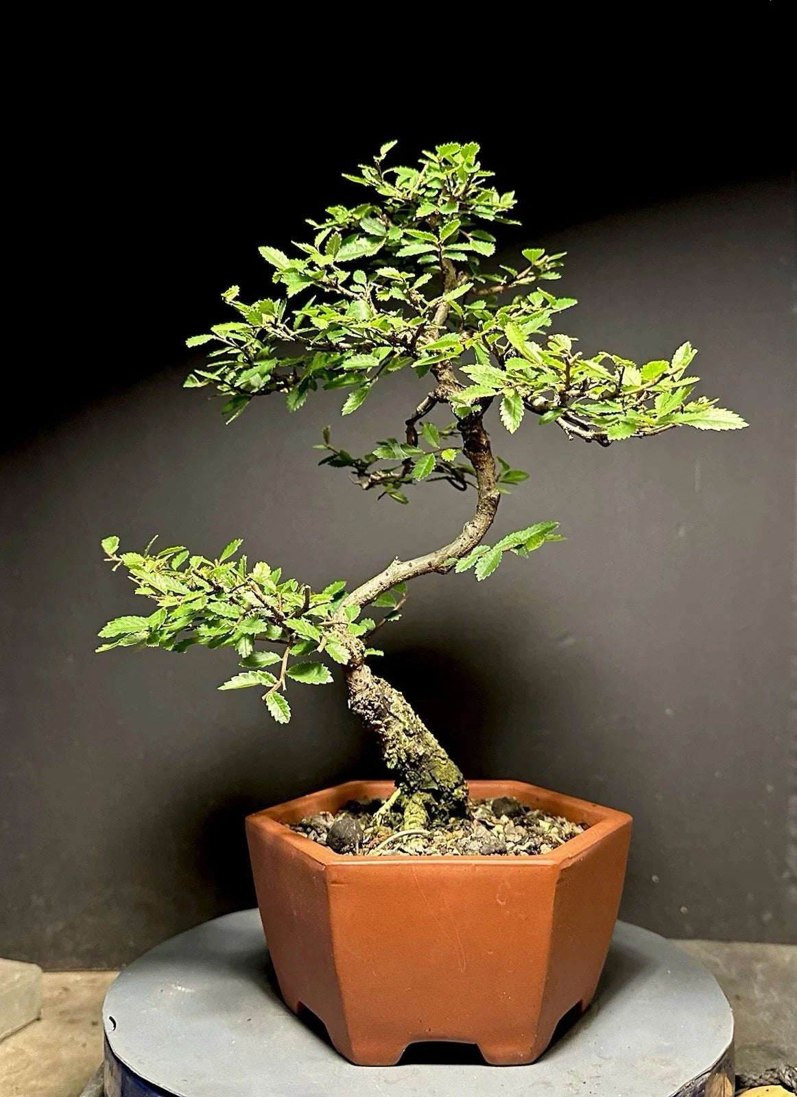 Bonsai Tree Cork Bark Chinese Elm Ulmus parvifolia Root Cutting in Quality Pot, 13 Inches