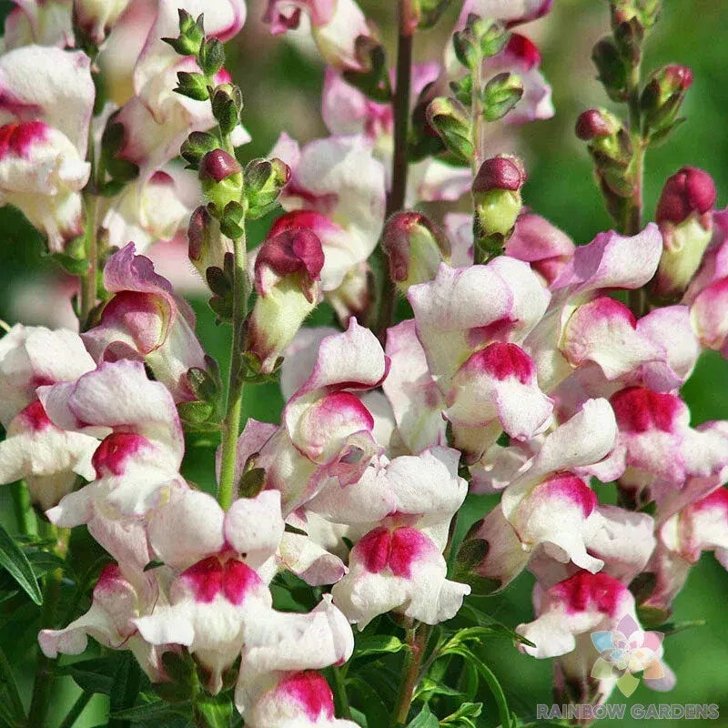 1000+ Snapdragon Seeds Lucky Lips Antirrhinum majus Garden Planting Pink White Flower Seeds