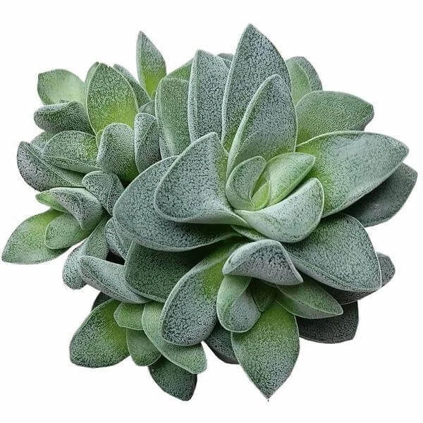 Crassula Morgans Beauty Succulent Plant - 2" or 4" Pot - Indoor Outdoor Hardy Succulent - Unique Rosette Shape - Easy Care Houseplant