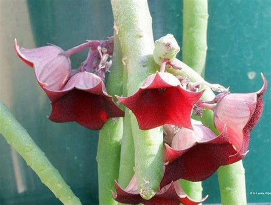 Huernia Pendula Succulent Plant 3.5" Pot - Trailing Fleshy Leaves, Blooming Size, Unique Bootlace Succulent, Fully Rooted, Easy Care