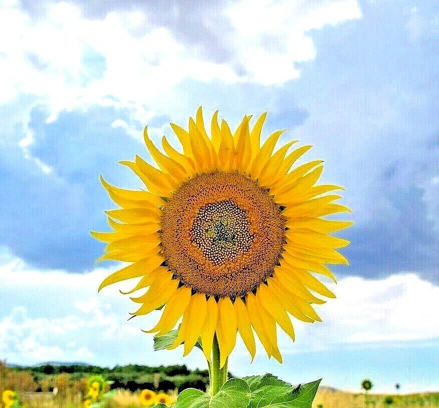 Giant Mongolian Sunflower Seeds - 10 Heirloom Helianthus annuus for Tall, Massive Blooms, Pollinator Attracting, Easy to Grow