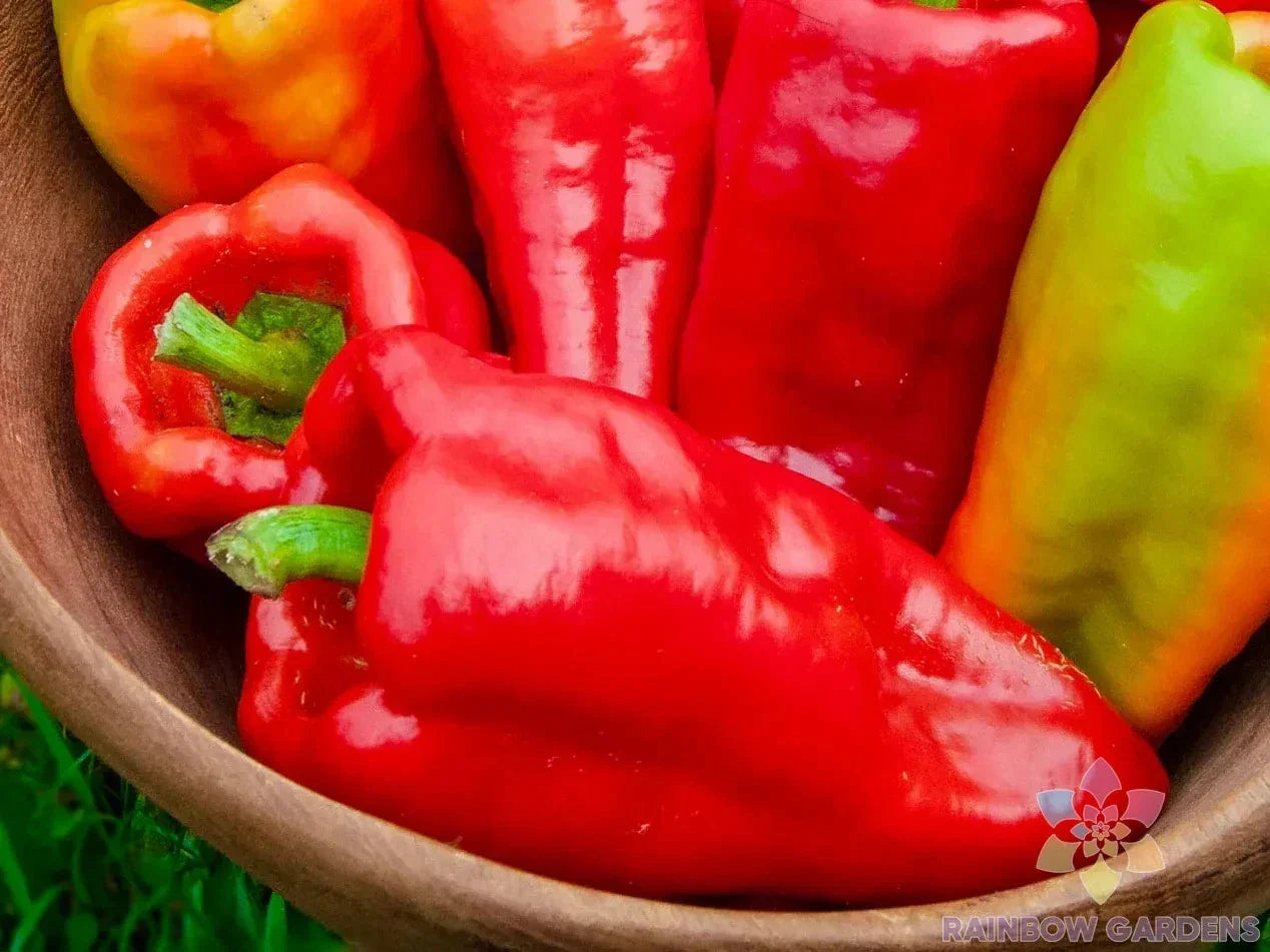 Beaver Dam Sweet Pepper Seeds - 25+ Organic Heirloom Capsicum annuum for Garden Planting, Fresh Eating & Cooking