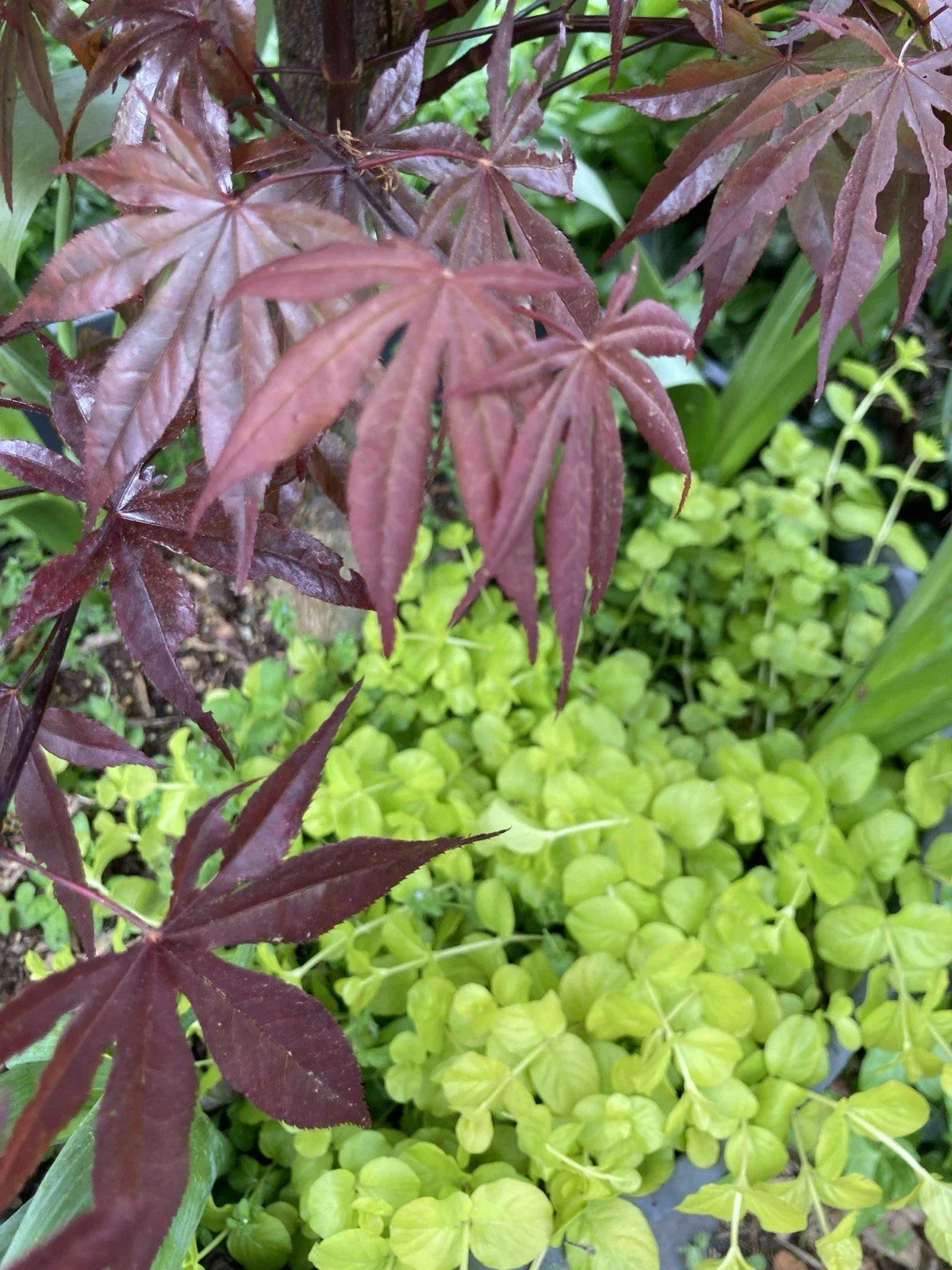 Creeping Jenny Plants - 15 Bare Root Ground Cover Lysimachia nummularia with Vibrant Golden Foliage