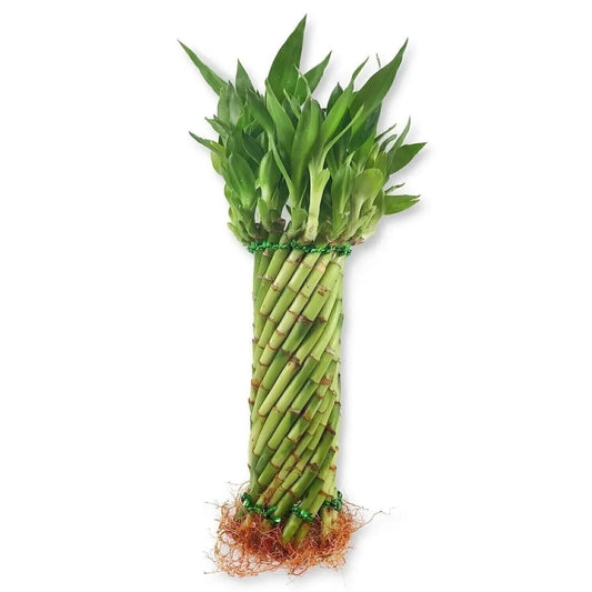 Lucky Bamboo Tornado Plant - Live Indoor Plant - Dracaena sanderiana - Twisted Design - Bare Root - Approx 10 Inches