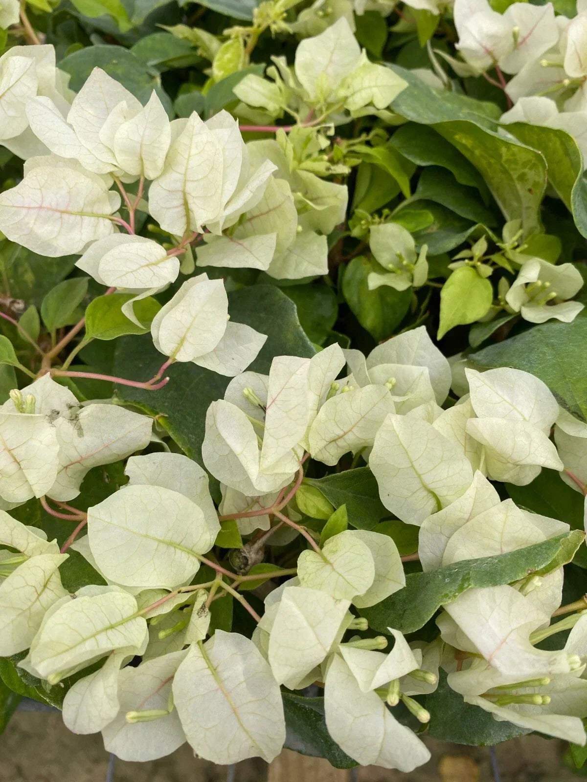 Bougainvillea Starter Plant - Sunstone White - Well Rooted Bare Root - Bougainvillea glabra for Garden, Patio, or Landscape