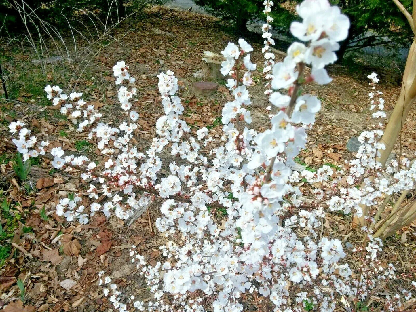 Dwarf Nanking Cherry Cuttings - 10 Unrooted Semi-Hardwood Prunus Tomentosa Shrub for Hedge and Landscape